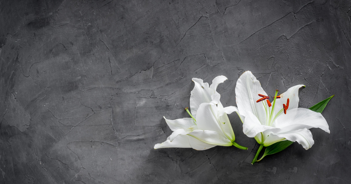 白い花のイメージ