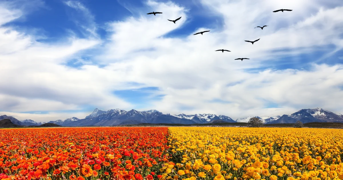 マタイによる福音書6章26節の「野の花を見よ、空の鳥を見よ」のイメージ画像